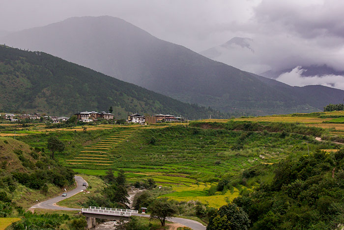 Paddy Fields