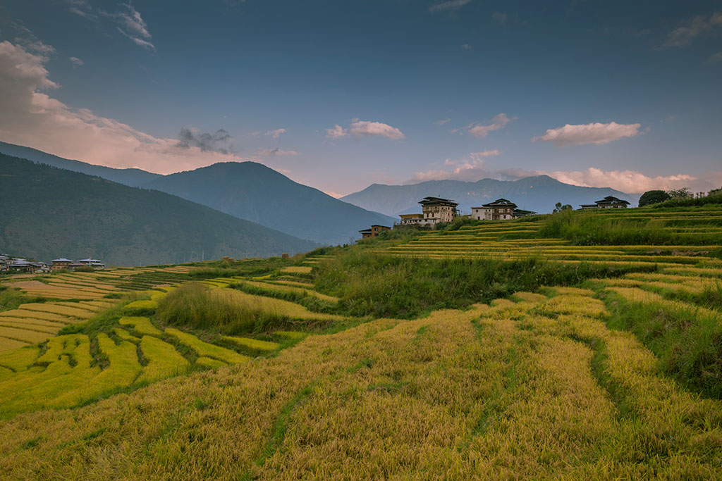 Paddy Fields